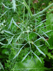 Ammi majus